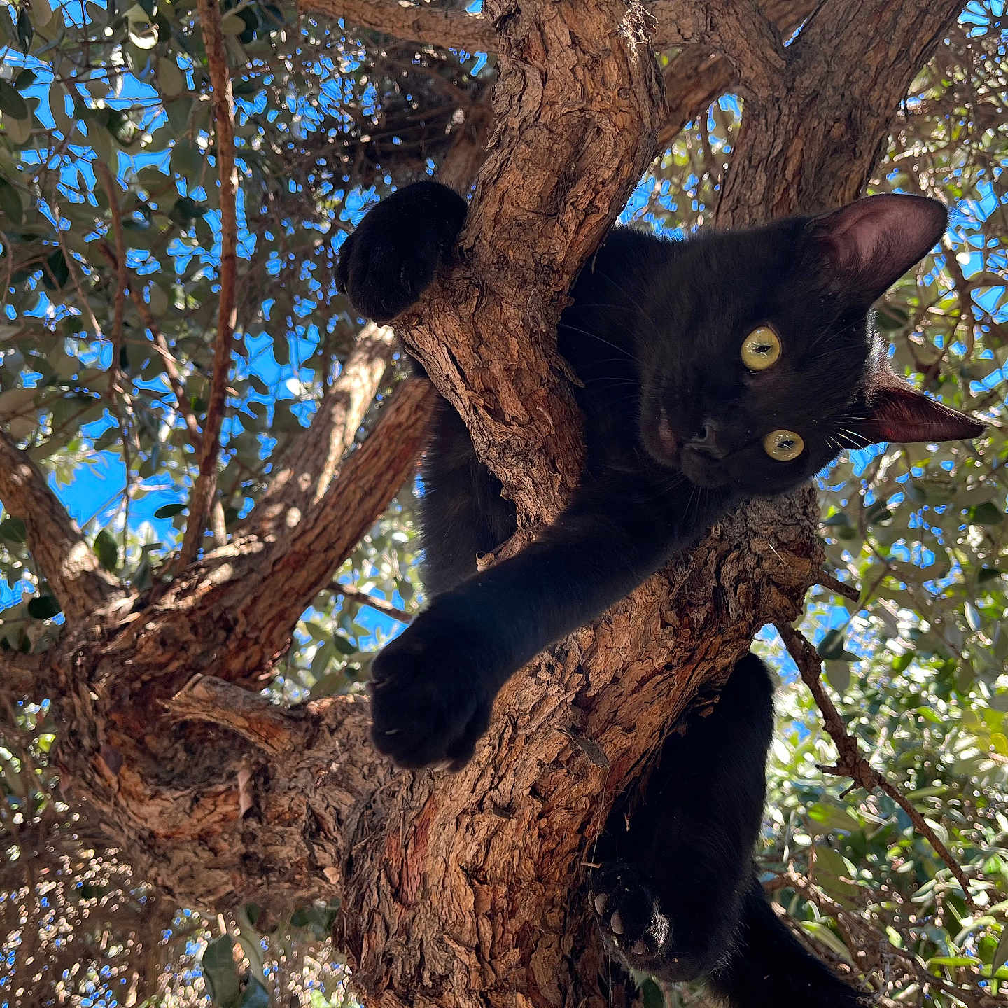 Bruno joined the competition — help win amazing prizes! abyssinian, animal, bear, bird, blackbird, blackcat, cat, jungle, kitten, manx, nature, outdoors, panther, pet, plant, soil, tree, treetrunk, vegetation, wood