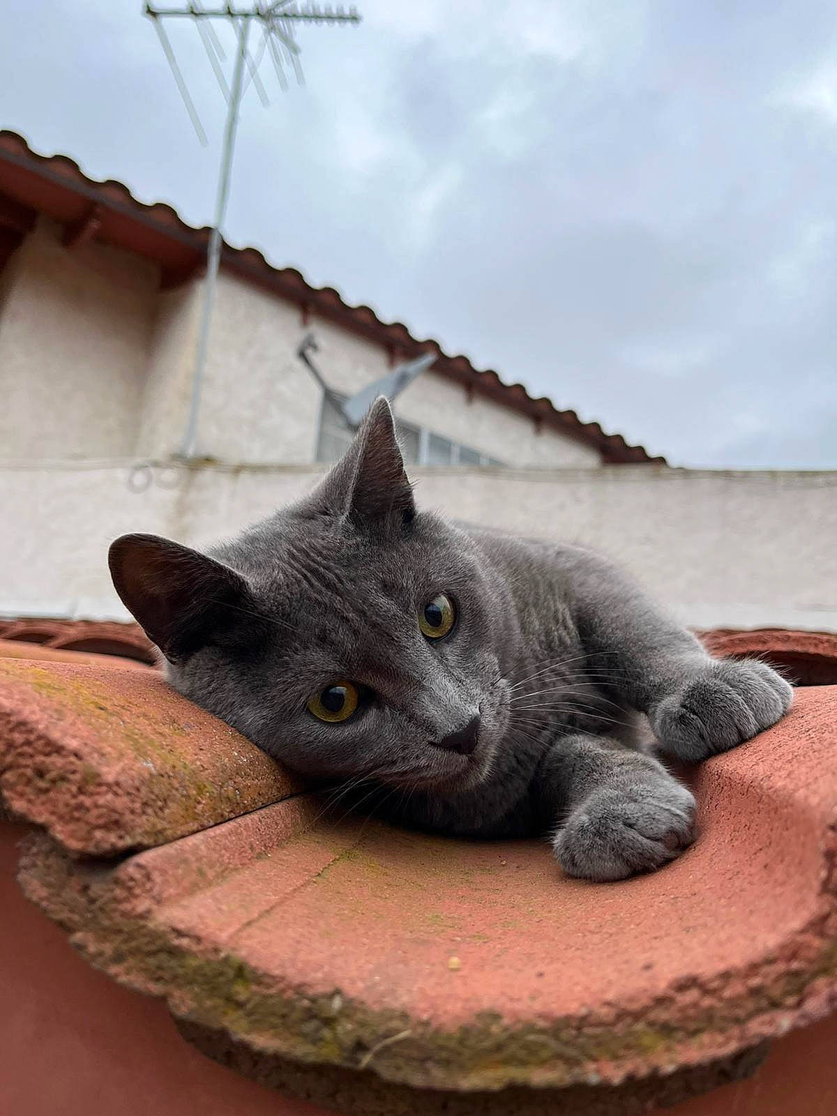 Iroh is registered to the contest to win money with this photo: art, black_cat, carnivore, cat, chartreux, cloud, comfort, domestic_short_haired_cat, felidae, fur, grey, paw, roof, russian_blue, sky, small_to_medium_sized_cats, snout, tail, whiskers, wood