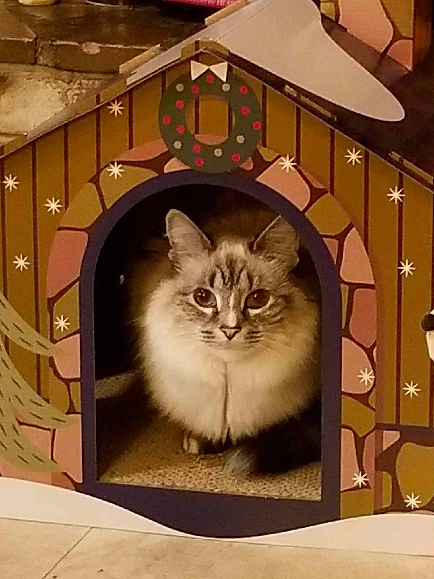 Sophia is registered to the contest to win money with this photo: art, carnivore, cat, domestic_short_haired_cat, door, fang, felidae, fur, hardwood, illustration, photo_caption, rectangle, room, small_to_medium_sized_cats, snout, terrestrial_animal, visual_arts, whiskers, window, wood