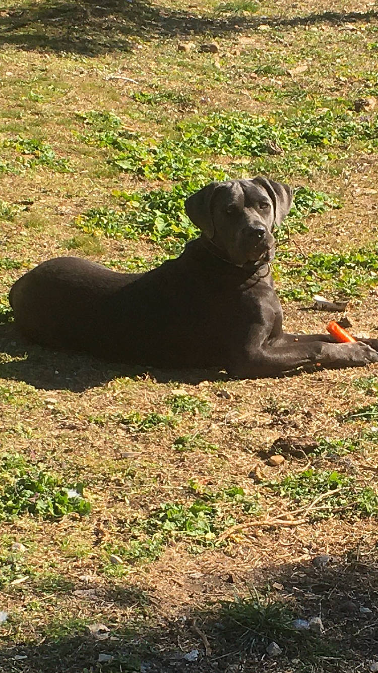 Tara