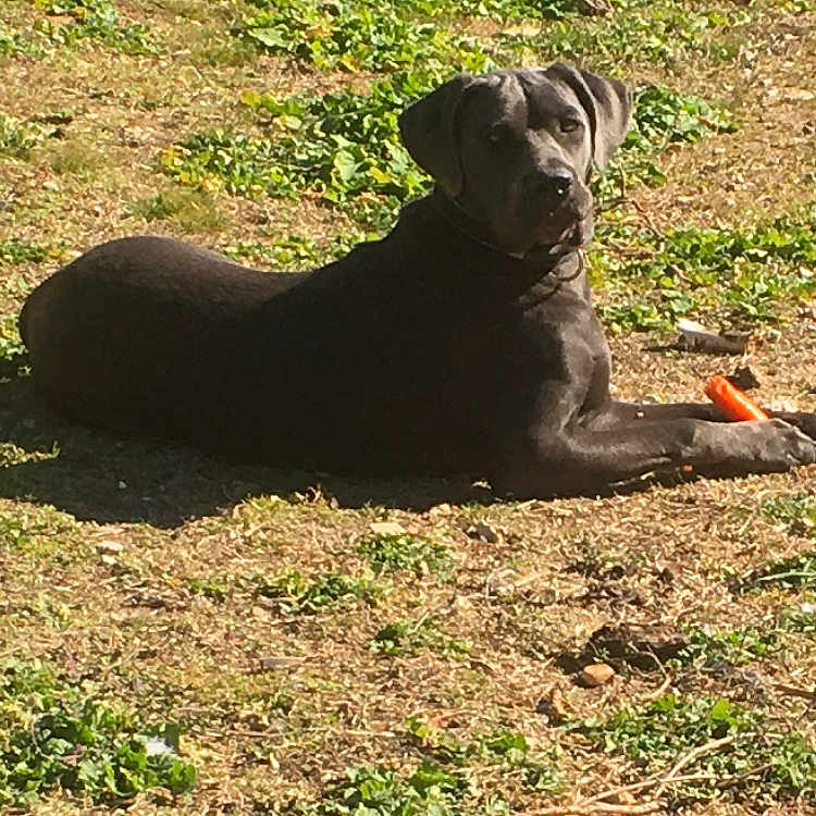 Tara