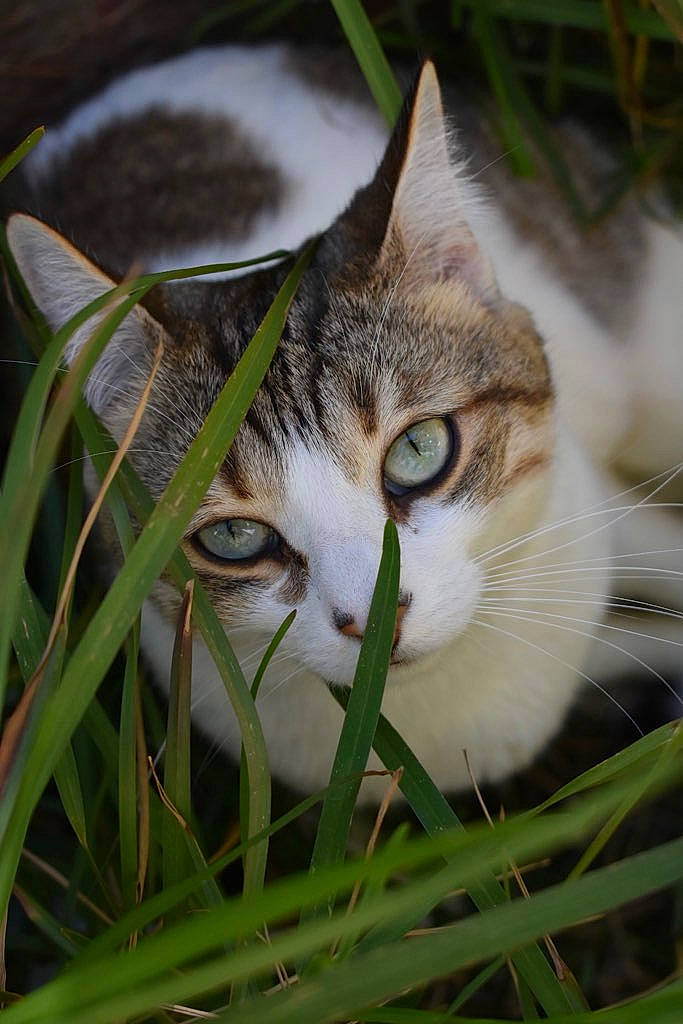 Kiwi a rejoint le concours — aidez-le/la à gagner de superbes lots ! carnivore, cat, close_up, domestic_short_haired_cat, eye, felidae, fur, grass, herb, iris, plant, plant_stem, small_to_medium_sized_cats, snout, terrestrial_animal, terrestrial_plant, tree, twig, whiskers, wildlife
