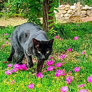 Pop Corn a rejoint le concours — aidez-le/la à gagner de superbes lots ! cat, black_cat, animal, pet, garden, flowers, pink_flowers, grass, greenery, outdoors, nature, feline, whiskers, ears, eyes, walking, prowling, fur, stone_wall, tree