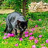 cat, black_cat, animal, pet, garden, flowers, pink_flowers, grass, greenery, outdoors, nature, feline, whiskers, ears, eyes, walking, prowling, fur, stone_wall, tree