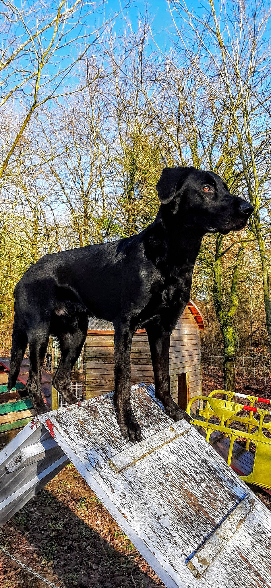 Balou a rejoint le concours — aidez-le/la à gagner de superbes lots ! borador, canidae, carnivore, collar, companion_dog, dog, dog_breed, dog_collar, fawn, grass, gun_dog, liver, plant, sky, snout, sporting_group, tail, tree, working_animal, working_dog