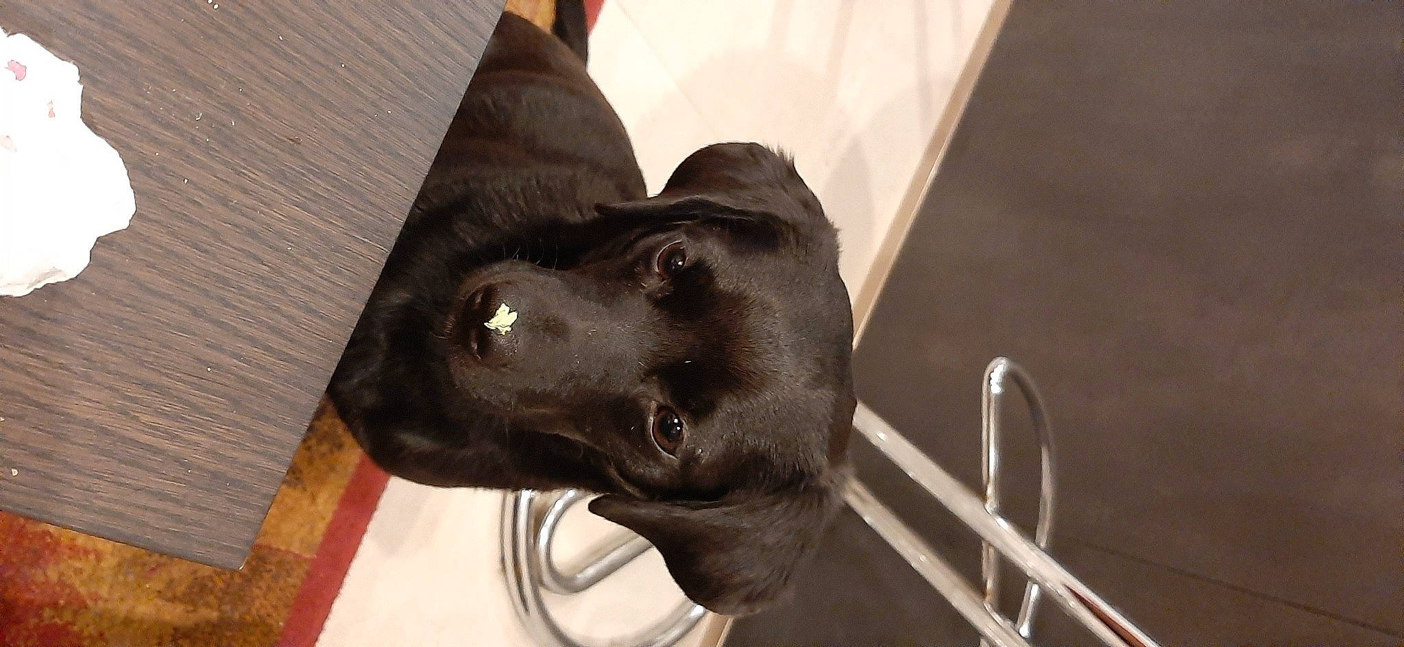 Patoune participe au concours pour gagner de l'argent avec cette photo : borador, canidae, carnivore, companion_dog, dog, dog_breed, ear, formosan_mountain_dog, labrador_retriever, snout, sporting_group