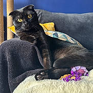 Sirius participe au concours pour gagner de l'argent avec cette photo : black_cat, blanket, cat, close_up, couch, cozy, feline, folded_ears, fur, home, indoor, living_room, lounging, pet, portrait, scratching_post, sitting, toy, whiskers, yellow_eyes