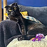 black_cat, blanket, cat, close_up, couch, cozy, feline, folded_ears, fur, home, indoor, living_room, lounging, pet, portrait, scratching_post, sitting, toy, whiskers, yellow_eyes