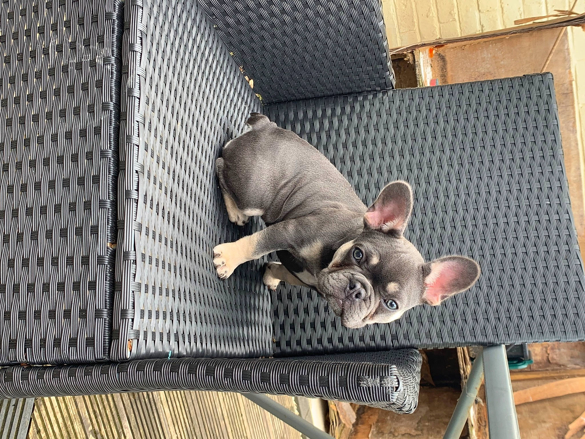 Willow joined the competition — help win amazing prizes! animal_shelter, cage, canidae, carnivore, cat, comfort, fawn, felidae, grey, mesh, metal, pet_supply, small_to_medium_sized_cats, snout, tail, terrestrial_animal, whiskers, wildlife, wood