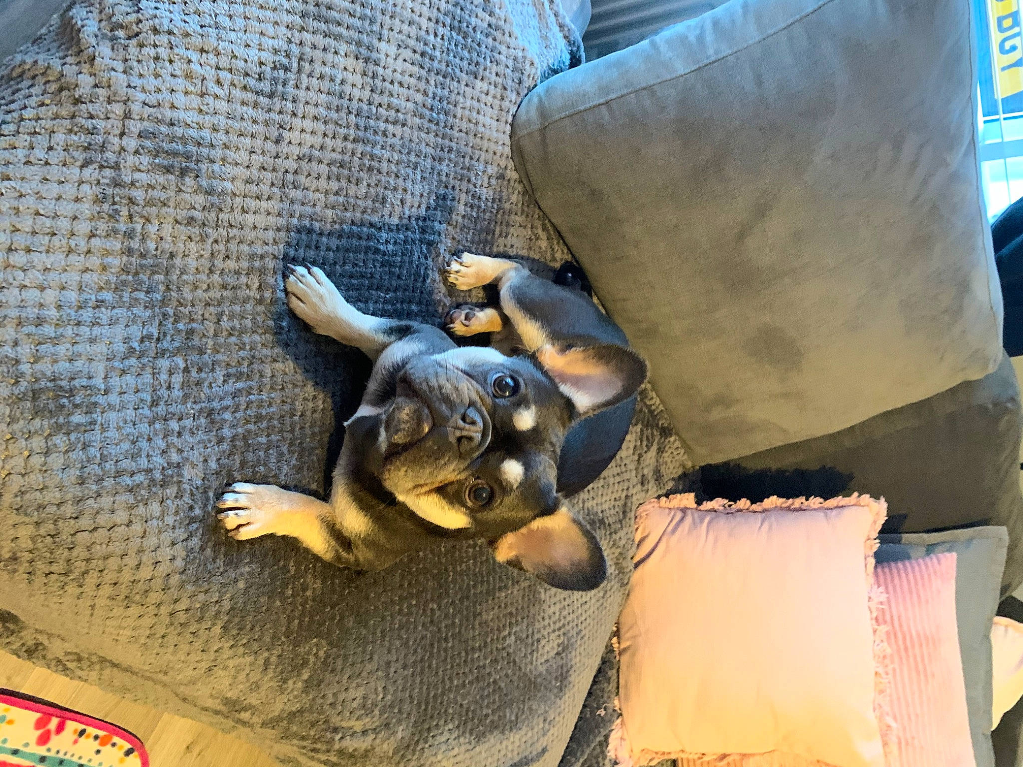 Willow is registered to the contest to win money with this photo: bag, bedding, canidae, carnivore, comfort, companion_dog, couch, denim, dog, dog_breed, fashion_accessory, fawn, felidae, fur, linens, metal, pattern, paw, sporting_group, toy_dog