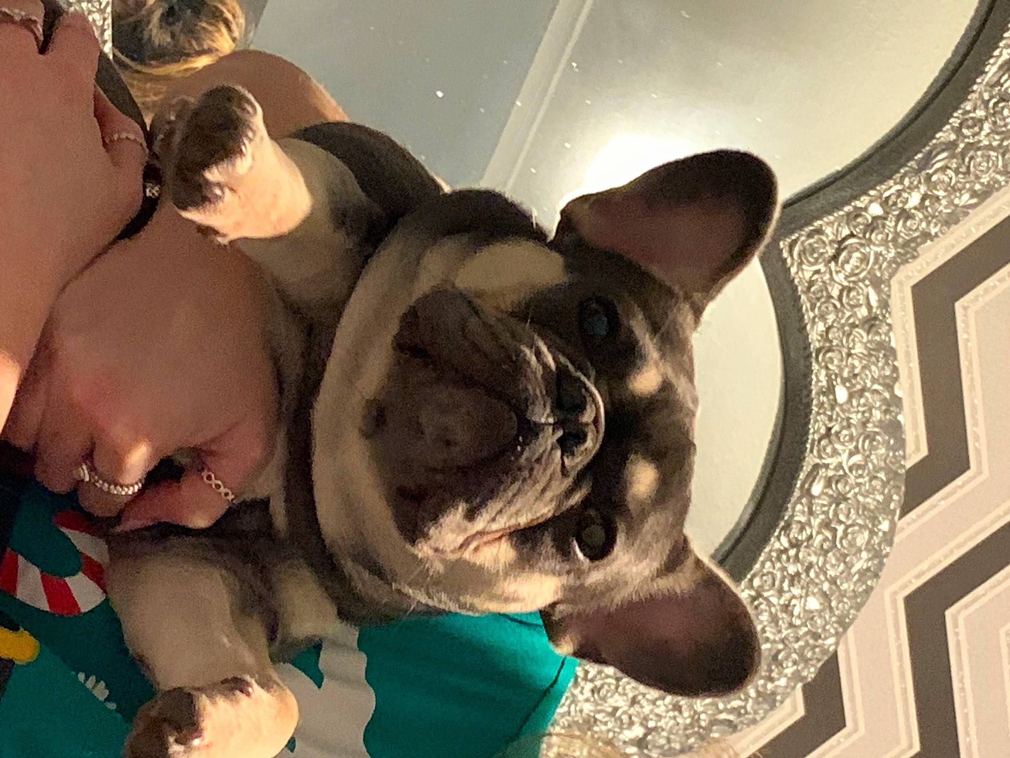 Willow is registered to the contest to win money with this photo: carnivore, companion_dog, dog, dog_breed, ear, eyewear, fawn, fun, fur, happy, human_body, jaw, leisure, mouth, personal_protective_equipment, selfie, snout, space, sunglasses, whiskers