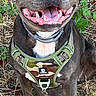 dog, smiling, sitting, harness, camouflage, outdoor, grass, greenery, pet, happy, animal, canine, tongue_out, fur, ears, collar, nature, closeup, daylight, friendly