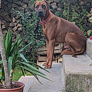 Timba participe au concours pour gagner de l'argent avec cette photo : dog, brown_dog, large_dog, sitting, outdoor, garden, steps, concrete, plants, potted_plant, foliage, firewood, stone_wall, house, red_collar, pet, animal, portrait, alert, nature