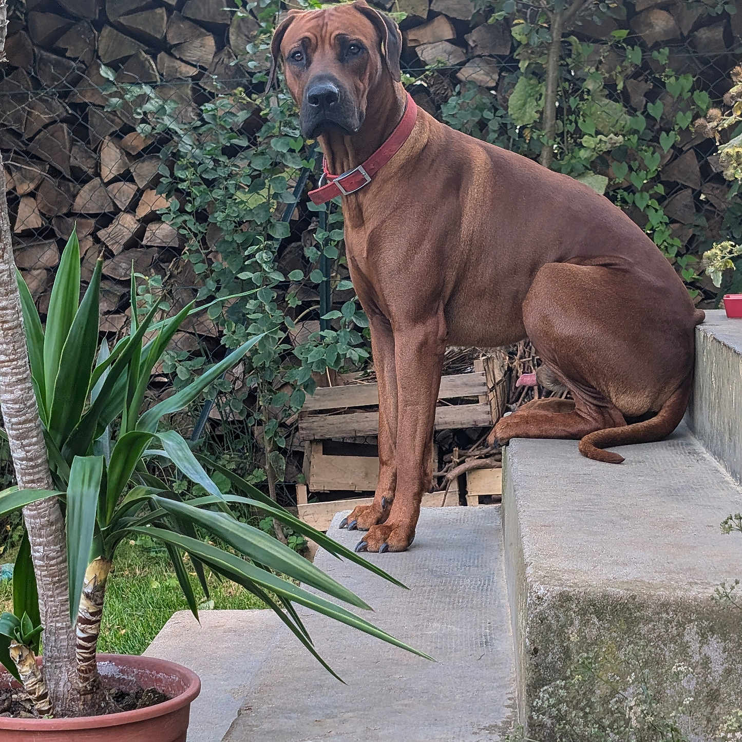 Timba participe au concours pour gagner de l'argent avec cette photo : dog, brown_dog, large_dog, sitting, outdoor, garden, steps, concrete, plants, potted_plant, foliage, firewood, stone_wall, house, red_collar, pet, animal, portrait, alert, nature