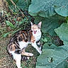 cat, calico_cat, yawning, animal, pet, feline, garden, outdoors, grass, leaves, vegetation, vegetable_garden, soil, fence, wire_fence, tricolor, white_paws, lying_down, open_mouth, close_up