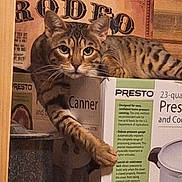 Maverick is registered to the contest to win money with this photo: cat, tabby_cat, animal, pet, feline, box, cardboard, paw, resting, looking, indoor, wood, poster, vintage, kitchen_appliance, canning, sitting, curious, striped, domestic_cat