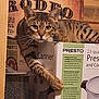 cat, tabby_cat, animal, pet, feline, box, cardboard, paw, resting, looking, indoor, wood, poster, vintage, kitchen_appliance, canning, sitting, curious, striped, domestic_cat