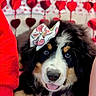 puppy, bernese_mountain_dog, dog, bow, red_hearts, valentines, background, blanket, cute, fluffy, pet, animal, lying_down, decorations, hand, love, festive, indoors, adorable, portrait