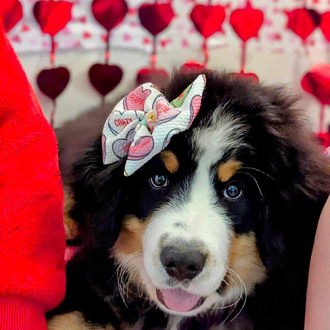 Bell joined the competition — help win amazing prizes! puppy, bernese_mountain_dog, dog, bow, red_hearts, valentines, background, blanket, cute, fluffy, pet, animal, lying_down, decorations, hand, love, festive, indoors, adorable, portrait