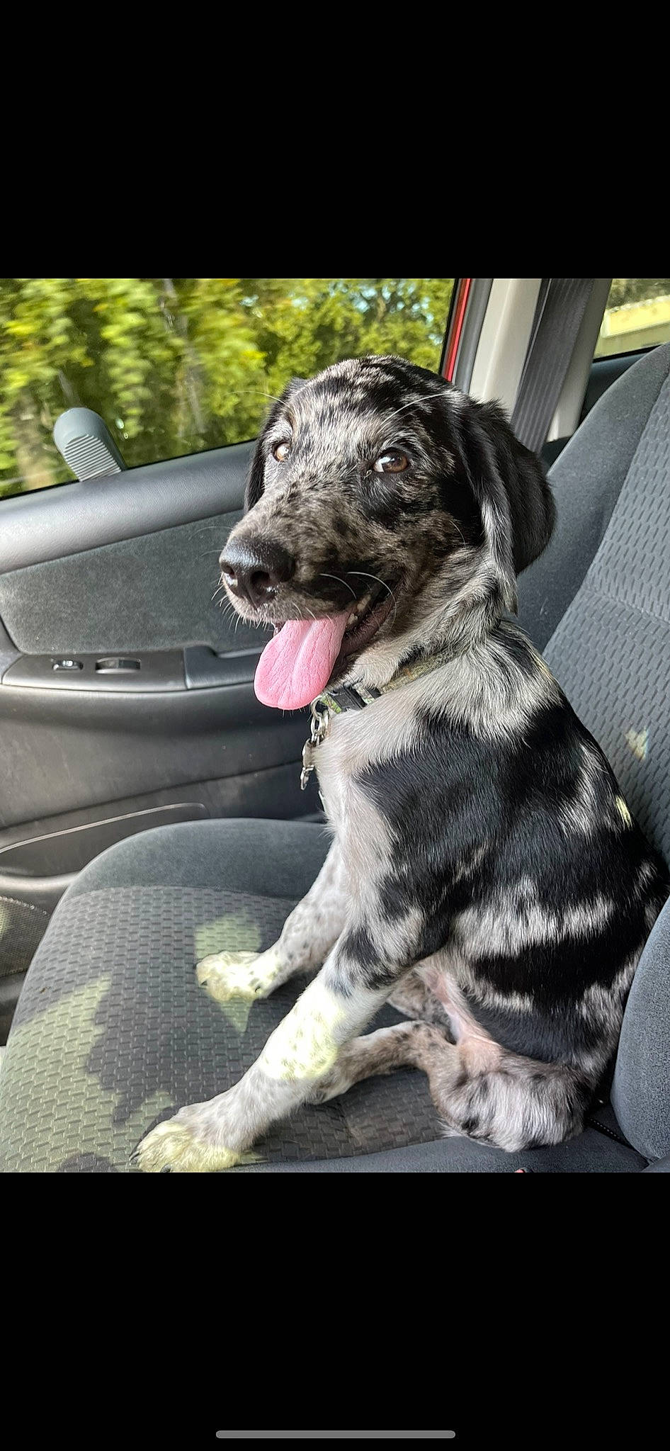 Oakley is registered to the contest to win money with this photo: auto_part, automotive_exterior, bumper, car, carnivore, collar, companion_dog, dog, dog_breed, dog_collar, fawn, guard_dog, gun_dog, plant, sporting_group, vehicle, whiskers, windshield, working_animal, working_dog