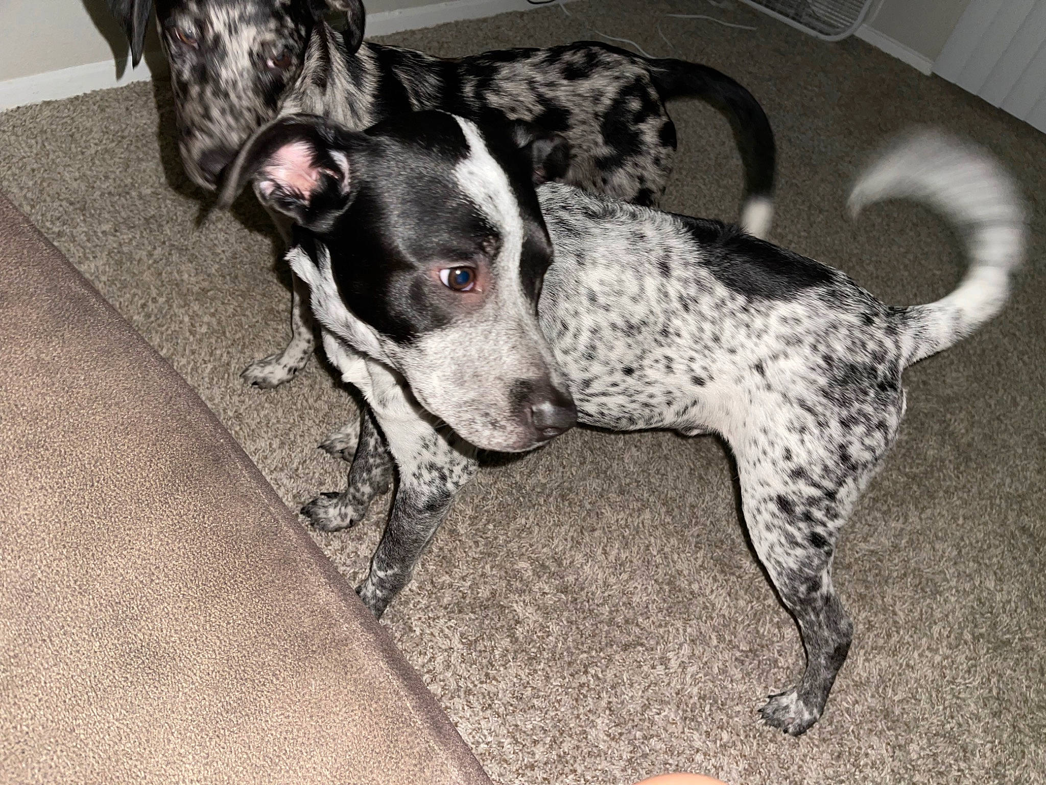 Chewey is registered to the contest to win money with this photo: canidae, carnivore, collar, companion_dog, dog, dog_breed, fawn, flooring, grey, guard_dog, monochrome, monochrome_photography, non_sporting_group, paw, pet_supply, snout, sporting_group, terrestrial_animal, whiskers, working_animal