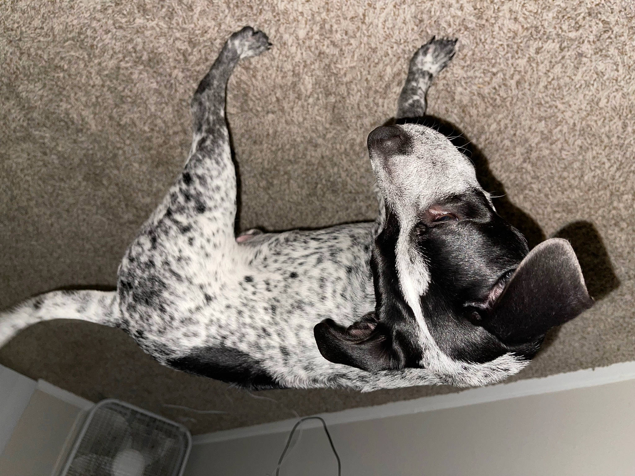 Chewey is registered to the contest to win money with this photo: art, canidae, comfort, dog_breed, foot, grey, human_leg, leg, metal, monochrome, monochrome_photography, room, sitting, snout, sporting_group, still_life_photography, style, tail, visual_arts, window