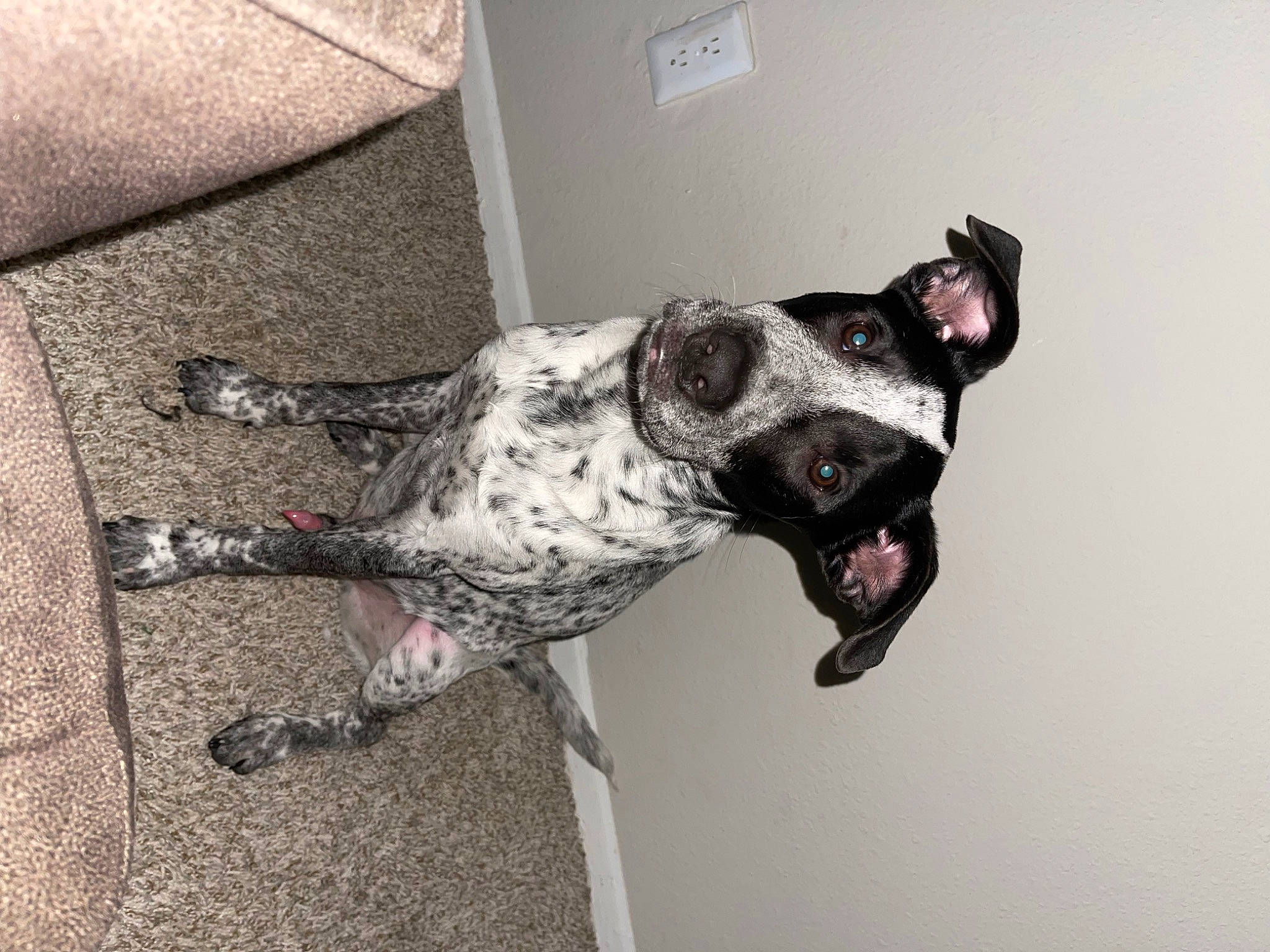 Chewey joined the competition — help win amazing prizes! canidae, carnivore, collar, comfort, companion_dog, dalmatian, dog, dog_breed, dog_collar, dog_supply, fawn, flooring, grey, guard_dog, non_sporting_group, terrestrial_animal, whiskers, working_animal, working_dog