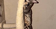 Snow participe au concours pour gagner de l'argent avec cette photo : cat, tabby_cat, kitten, pet, animal, cat_tree, scratching_post, climbing, hanging, playful, paws, tail, fur, striped_fur, indoors, wall, candid_photo, funny, cute, vertical_photo