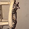 cat, tabby_cat, kitten, pet, animal, cat_tree, scratching_post, climbing, hanging, playful, paws, tail, fur, striped_fur, indoors, wall, candid_photo, funny, cute, vertical_photo