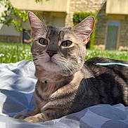 Snow a rejoint le concours — aidez-le/la à gagner de superbes lots ! cat, tabby, pet, animal, feline, portrait, close_up, outdoor, sunlight, blanket, lying_down, collar, whiskers, ears, green_eyes, striped_fur, house, garden, background, photography