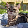 cat, tabby, pet, animal, feline, portrait, close_up, outdoor, sunlight, blanket, lying_down, collar, whiskers, ears, green_eyes, striped_fur, house, garden, background, photography