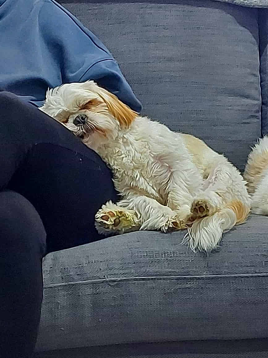 Rosie is registered to the contest to win money with this photo: canidae, car_seat, carnivore, comfort, companion_dog, dog, dog_breed, eyewear, felidae, fur, human_leg, linens, paw, small_to_medium_sized_cats, sporting_group, tail, toy_dog, vehicle_door, whiskers, windshield