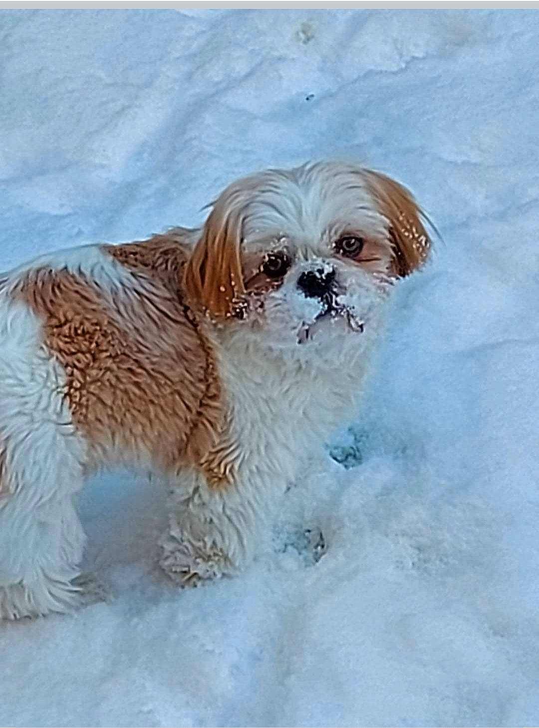 Luna joined the competition — help win amazing prizes! canidae, carnivore, companion_dog, dog, dog_breed, dog_clothes, dog_supply, fawn, fur, liver, maltepoo, puppy, small_terrier, snout, snow, sporting_group, terrier, toy_dog, whiskers, working_animal