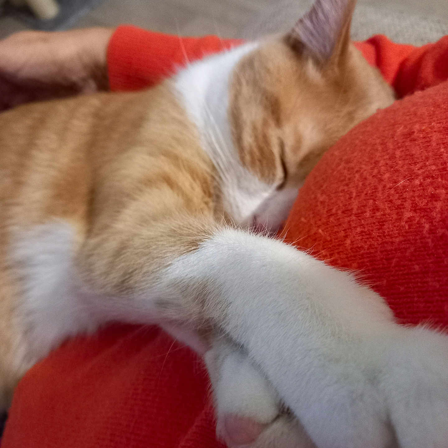 Timide participe au concours pour gagner de l'argent avec cette photo : abyssinian, animal, architecture, armchair, building, cat, chair, couch, furniture, hardwood, homedecor, indoors, kitten, livingroom, manx, person, pet, room, sleeping, wood