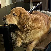 Cassie joined the competition — help win amazing prizes! dog, golden_retriever, pet, indoor, resting, dog_bed, table, fur, cozy, relaxed, animal, mammal, canine, home, carpet, leg, comfortable, side_view, sleepy, domestic
