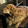 dog, golden_retriever, pet, indoor, resting, dog_bed, table, fur, cozy, relaxed, animal, mammal, canine, home, carpet, leg, comfortable, side_view, sleepy, domestic