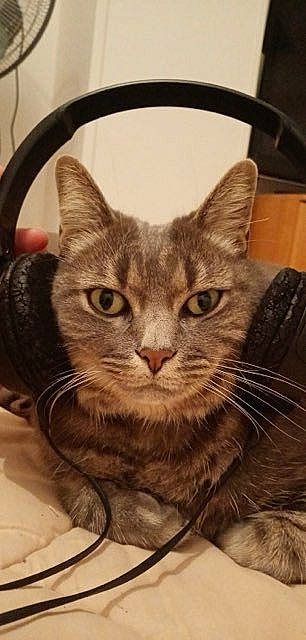 Grisouille participe au concours pour gagner de l'argent avec cette photo : carnivore, cat, comfort, domestic_short_haired_cat, eye, felidae, fur, paw, photo_caption, small_to_medium_sized_cats, snout, whiskers, window