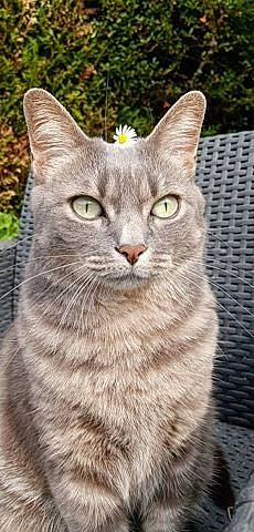 Grisouille participe au concours pour gagner de l'argent avec cette photo : carnivore, cat, domestic_short_haired_cat, fawn, felidae, fur, grass, plant, small_to_medium_sized_cats, snout, tail, terrestrial_animal, tree, whiskers, wildlife