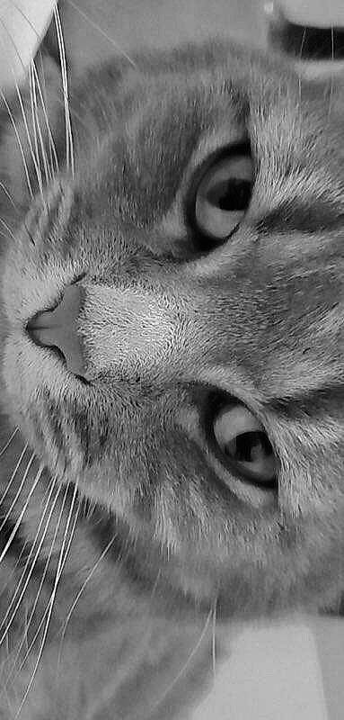 Grisouille a rejoint le concours — aidez-le/la à gagner de superbes lots ! carnivore, cat, close_up, domestic_short_haired_cat, fang, felidae, fur, grey, iris, monochrome, monochrome_photography, nose, paw, photography, small_to_medium_sized_cats, snout, stock_photography, terrestrial_animal, whiskers, wildlife