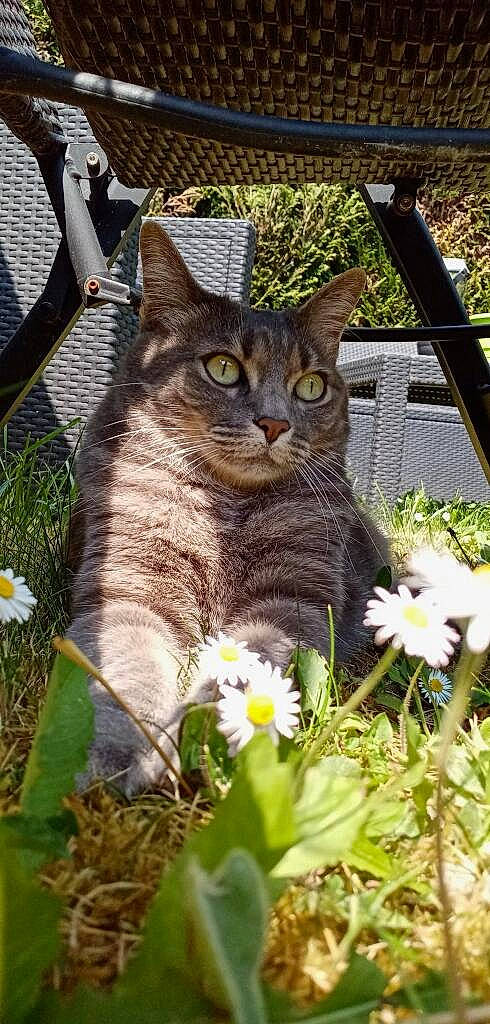 Grisouille participe au concours pour gagner de l'argent avec cette photo : botany, carnivore, cat, domestic_short_haired_cat, felidae, flower, fur, garden, grass, groundcover, herbaceous_plant, iris, lawn, petal, plant, small_to_medium_sized_cats, spring, tail, terrestrial_animal, whiskers