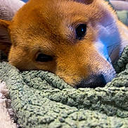 Marius a rejoint le concours — aidez-le/la à gagner de superbes lots ! animal, blanket, brown_fur, close_up, comfort, cozy, cute, dog, ears, face, fur, indoors, pet, portrait, relaxation, resting, sleepy, snout, soft, texture