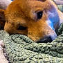 animal, blanket, brown_fur, close_up, comfort, cozy, cute, dog, ears, face, fur, indoors, pet, portrait, relaxation, resting, sleepy, snout, soft, texture