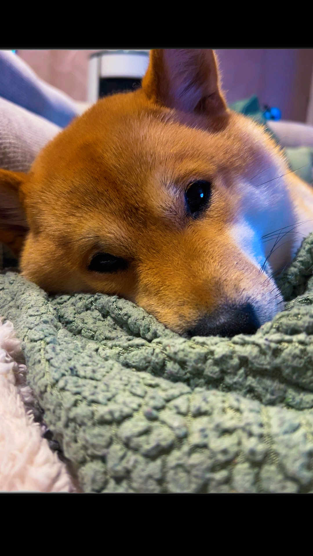 Marius a rejoint le concours — aidez-le/la à gagner de superbes lots ! animal, blanket, brown_fur, close_up, comfort, cozy, cute, dog, ears, face, fur, indoors, pet, portrait, relaxation, resting, sleepy, snout, soft, texture