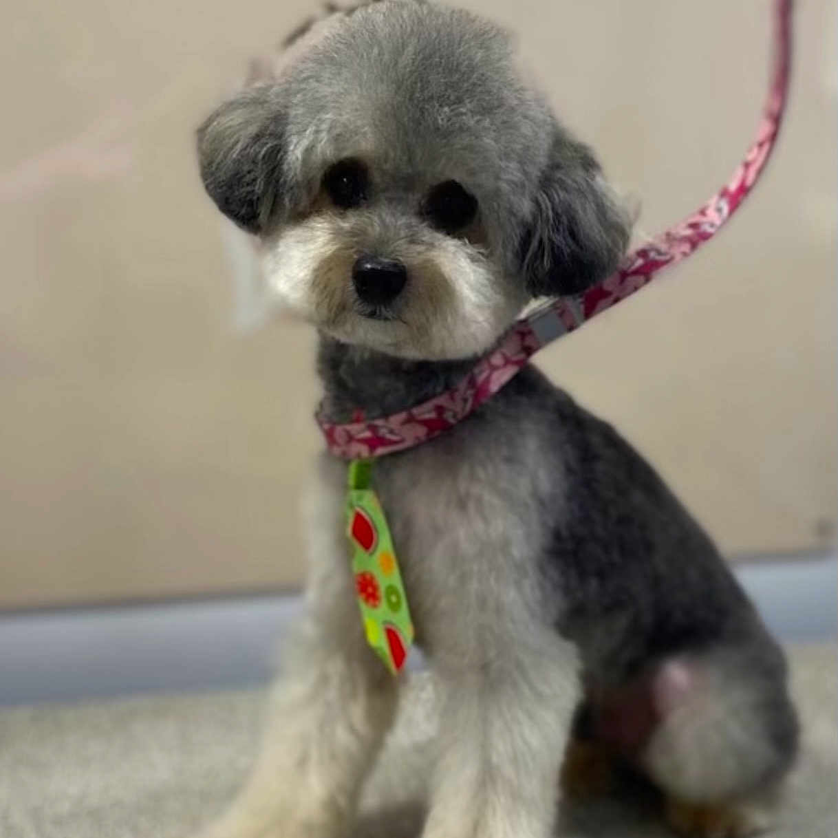 Vitali joined the competition — help win amazing prizes! accessories, animal, canine, dog, leash, person, pet, poodle, puppy, snout, strap, terrier, walkingdog, whitedog