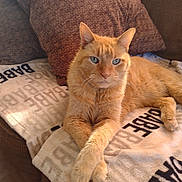 Leo joined the competition — help win amazing prizes! cat, ginger_cat, pet, animal, feline, cozy, blanket, couch, pillow, indoor, resting, fur, cute, relaxed, domestic_animal, crossed_paws, blue_eyes, soft_texture, home, comfort