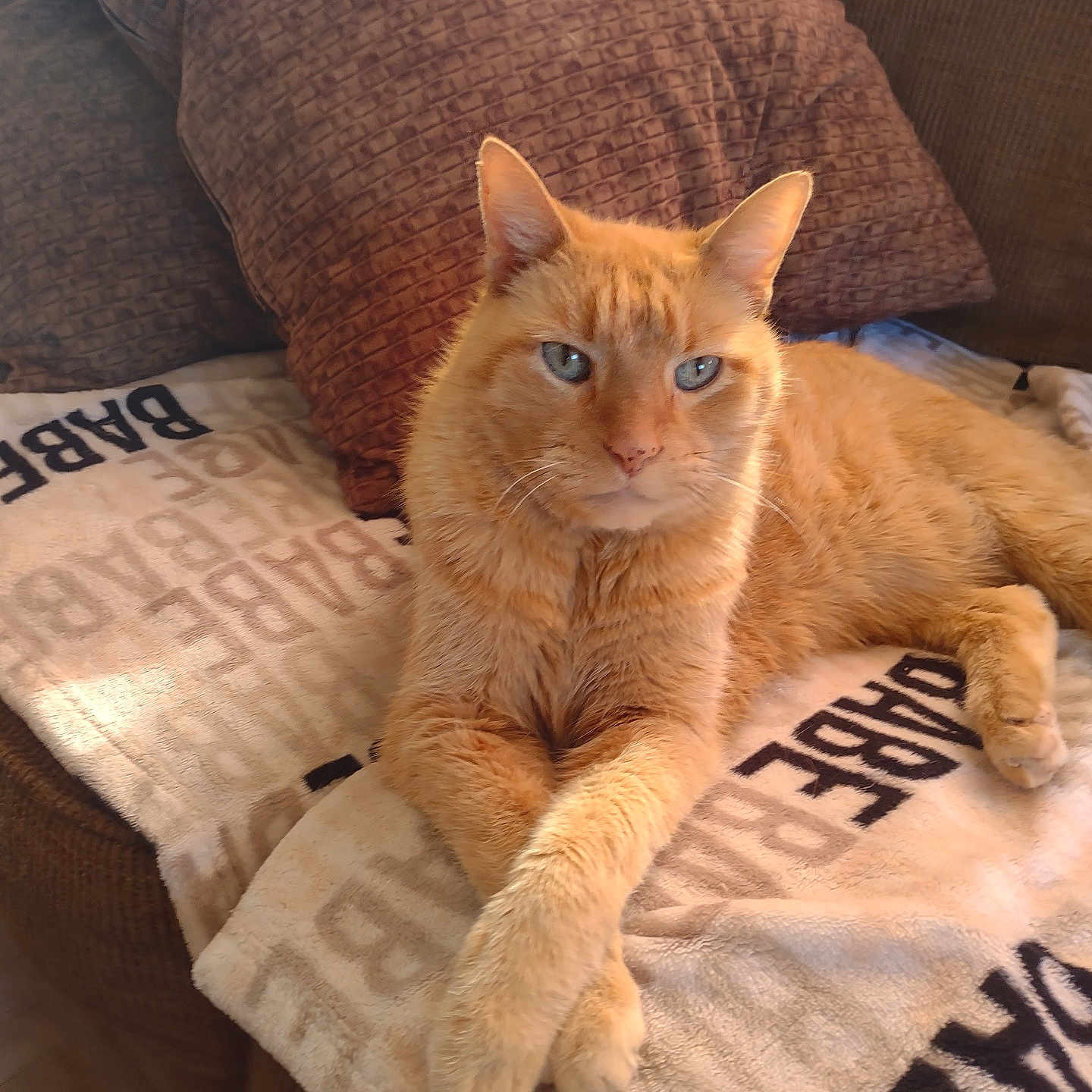 Leo joined the competition — help win amazing prizes! cat, ginger_cat, pet, animal, feline, cozy, blanket, couch, pillow, indoor, resting, fur, cute, relaxed, domestic_animal, crossed_paws, blue_eyes, soft_texture, home, comfort