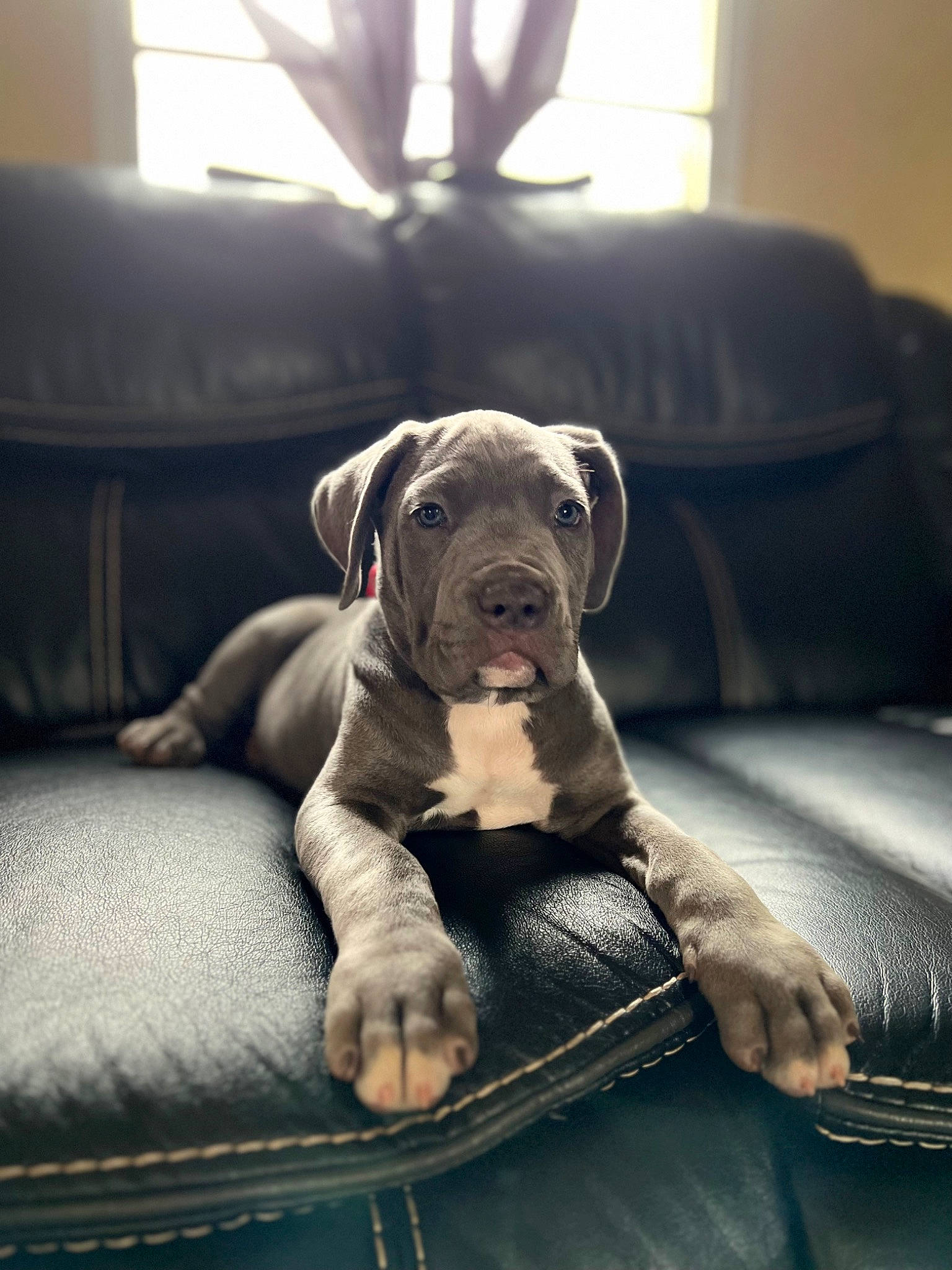 Zeus is registered to the contest to win money with this photo: bored, canidae, carnivore, collar, comfort, companion_dog, couch, dog, dog_breed, fawn, furniture, light, liver, living_room, snout, studio_couch, toy_dog, whiskers, window, working_animal