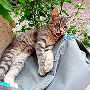 Titi participe au concours pour gagner de l'argent avec cette photo : kitten, cat, gray_tabby, outdoor, bag, greenery, plant, fur, pet, animal, whiskers, paw, nature, leaf, young_cat, playful, resting, expression, ears, closeup