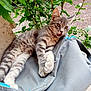 kitten, cat, gray_tabby, outdoor, bag, greenery, plant, fur, pet, animal, whiskers, paw, nature, leaf, young_cat, playful, resting, expression, ears, closeup