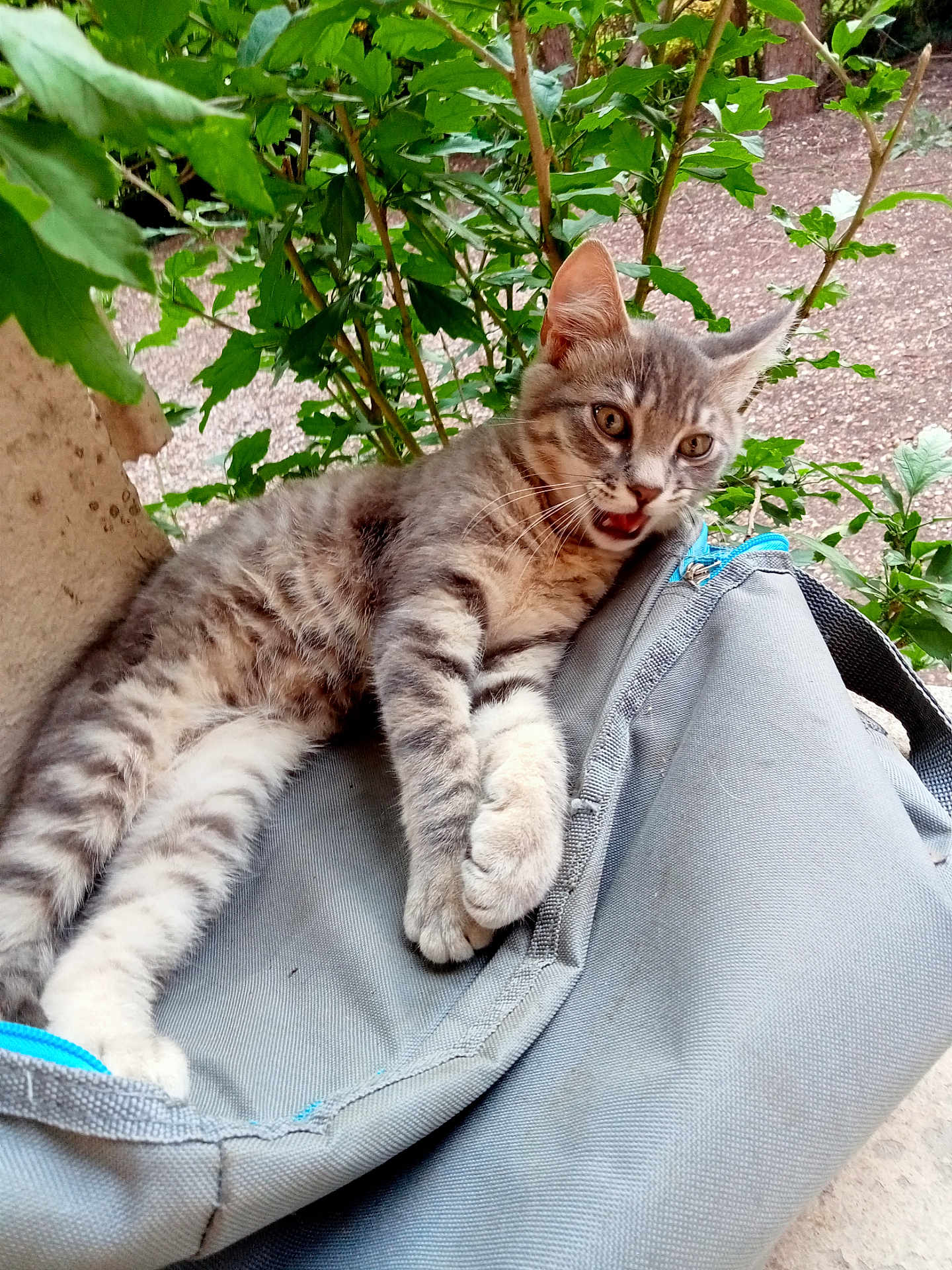Titi